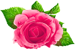 Ilustracja do artykułu Pink_Rose_PNG_Clipart.png